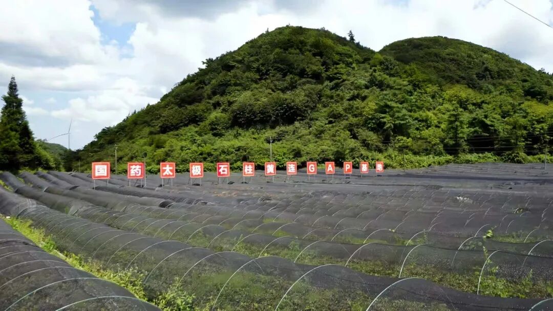 1777451079880061247.jpg 1.jpg