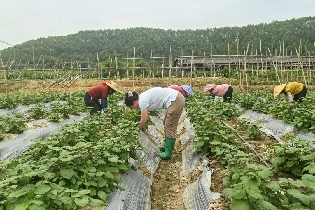 1777451150051078316.jpg 4.jpg